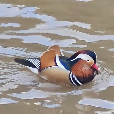 La Petite Maison Pa'meuse Prázdninový dům